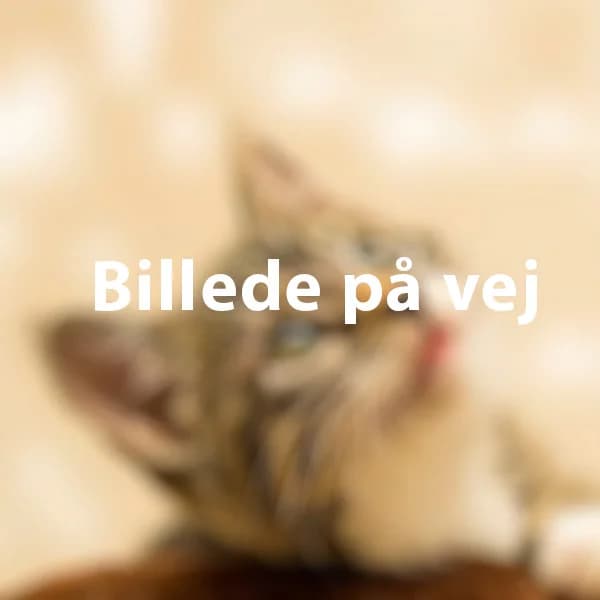 JimJim, male puppy Mixed Breed Cat for adoption at Kattens Vaern, Kattens Vaern