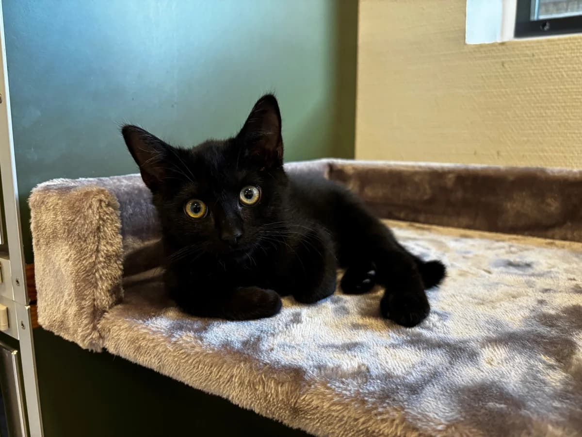Lille Fix, male puppy Mixed Breed Cat for adoption at Kattens Vaern, Kattens Vaern