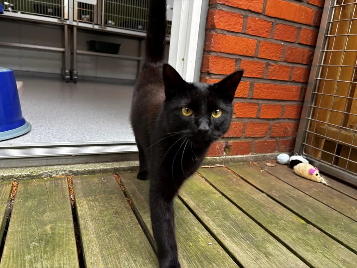 Gimle, male 3yo Mixed Breed Cat for adoption at Kattens Vaern, Kattens Vaern