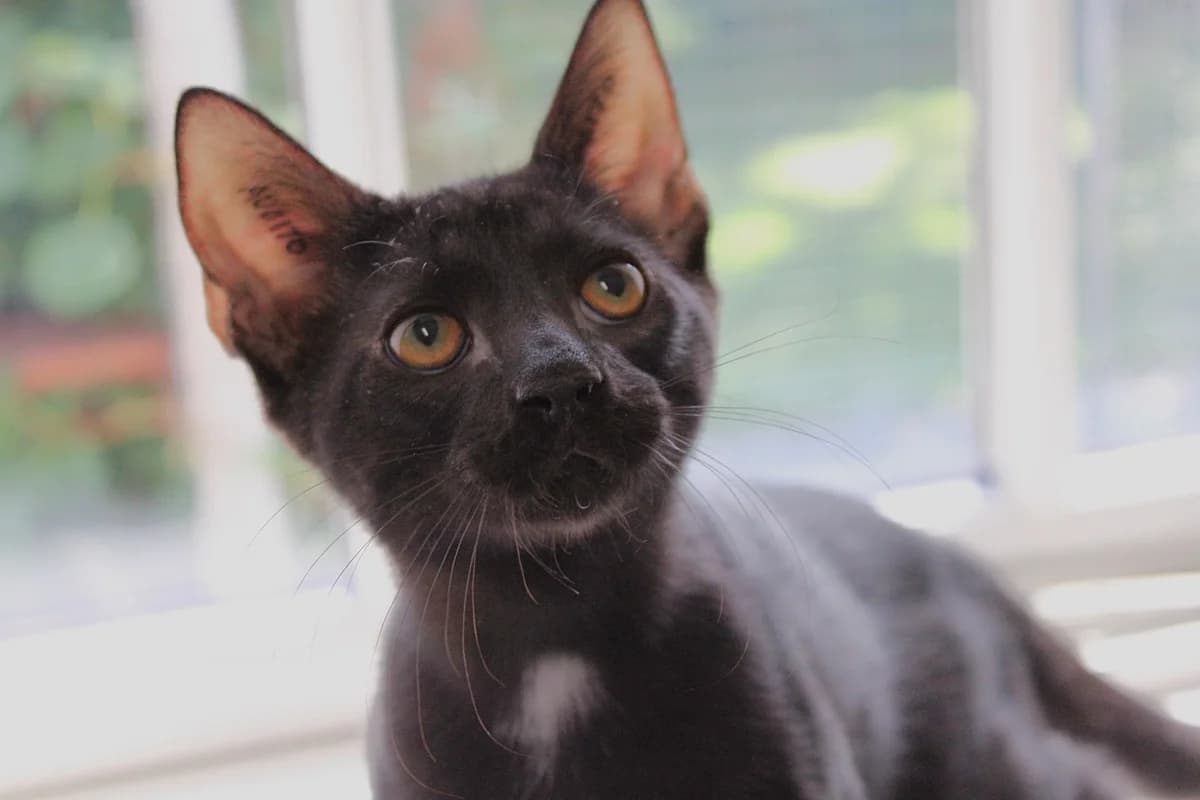 Macaroni, male puppy Mixed Breed Cat for adoption at Kattens Vaern, Kattens Vaern