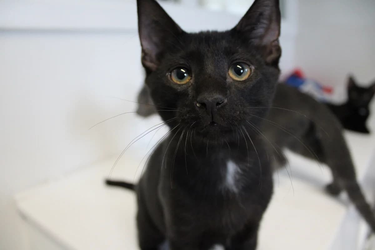 Ravioli, male puppy Mixed Breed Cat for adoption at Kattens Vaern, Kattens Vaern