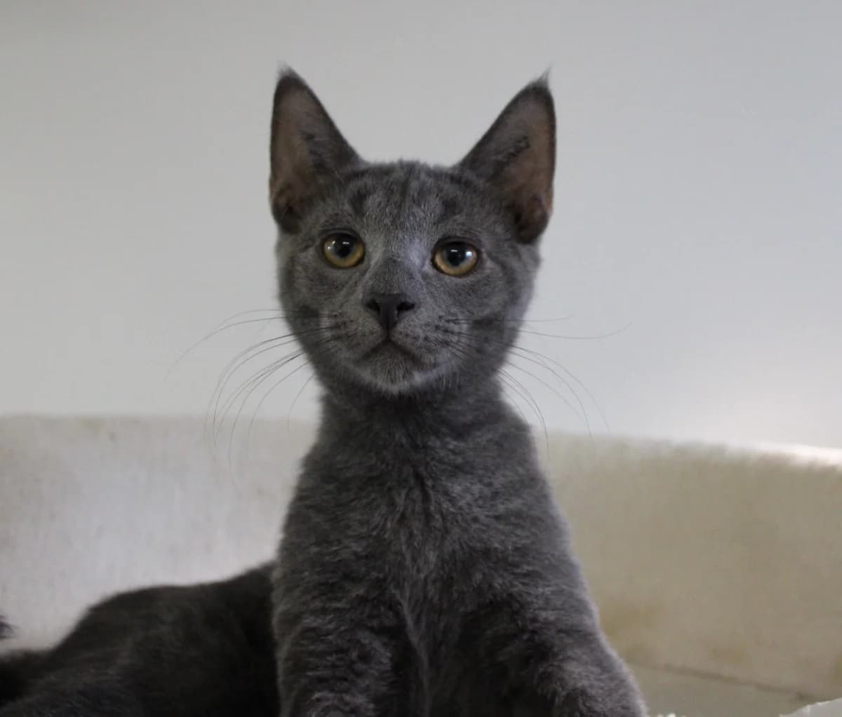 Spaghetti, male puppy Mixed Breed Cat for adoption at Kattens Vaern, Kattens Vaern