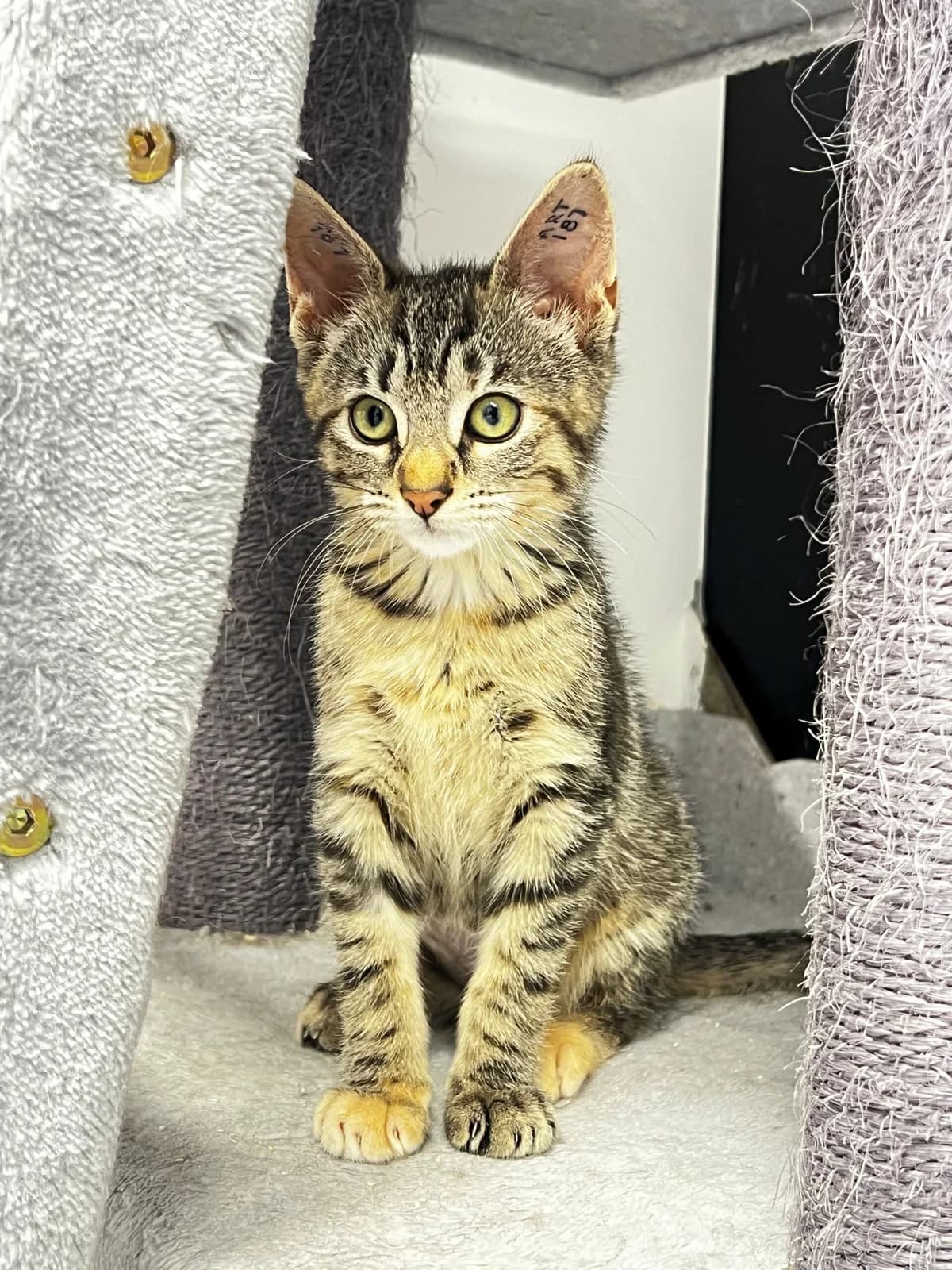 Majanka, female puppy Mixed Breed Cat for adoption at Kattens Vaern, Kattens Vaern
