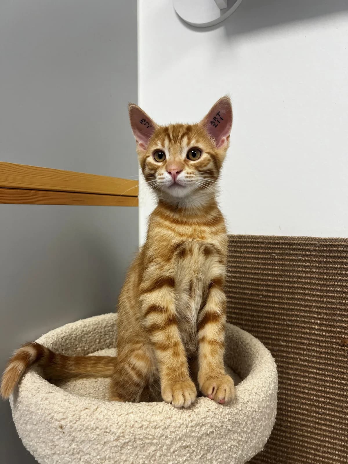 Larve, male puppy Mixed Breed Cat for adoption at Kattens Vaern, Kattens Vaern