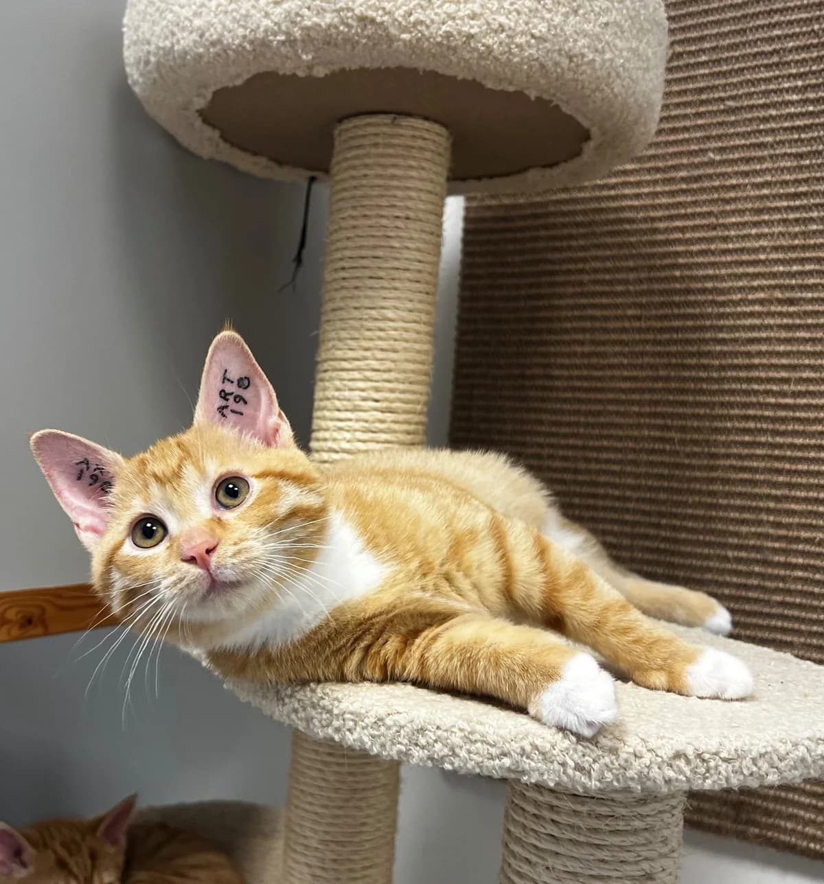 Oda, female puppy Mixed Breed Cat for adoption at Kattens Vaern, Kattens Vaern