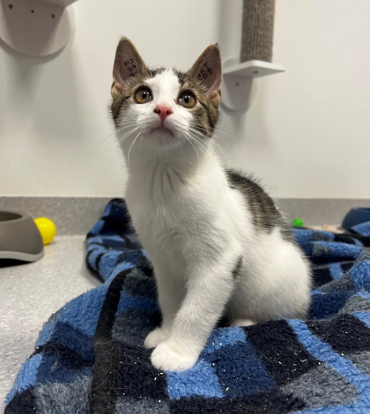 Habbit, male puppy Mixed Breed Cat for adoption at Kattens Vaern, Kattens Vaern