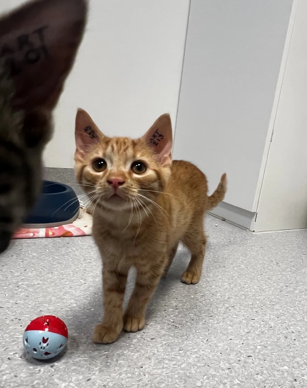 Lange, male puppy Mixed Breed Cat for adoption at Kattens Vaern, Kattens Vaern