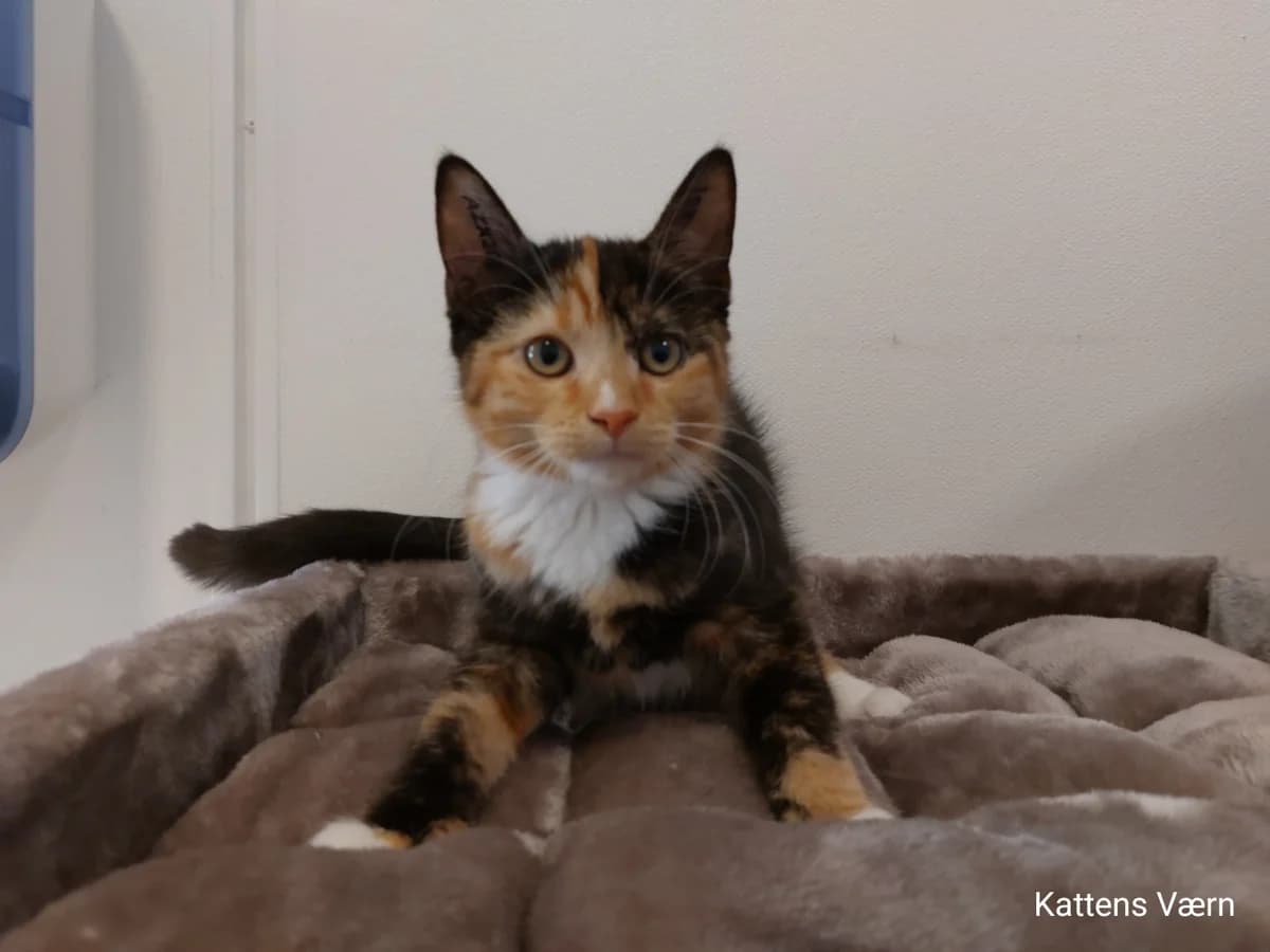 Delta, female puppy mixed breed for adoption at Kattens Vaern, Kattens Vaern