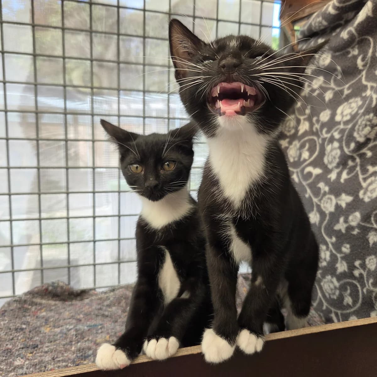 Bonnie &,  puppy Mixed Breed Cat for adoption at Kattens Vaern, Kattens Vaern