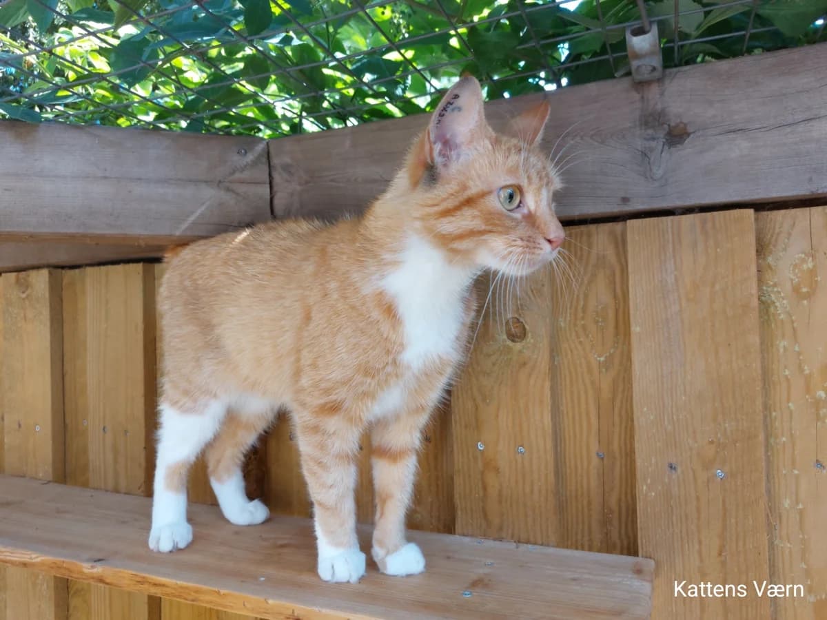 Irene, female 3yo Mixed Breed Cat for adoption at Kattens Vaern, Kattens Vaern