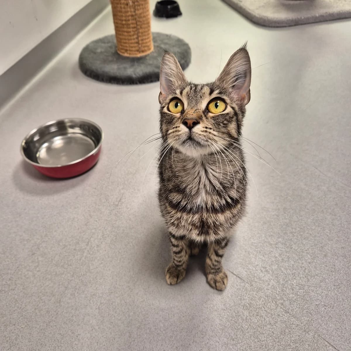 Kylling, female 3yo Mixed Breed Cat for adoption at Kattens Vaern, Kattens Vaern