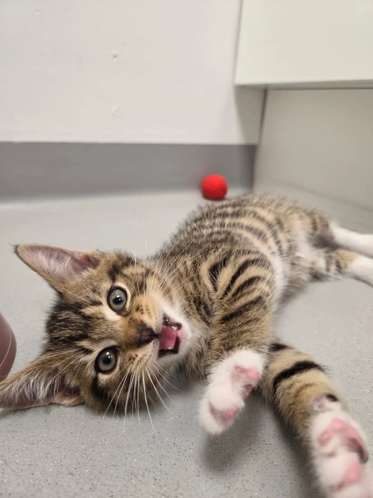 Airbus, male puppy Mixed Breed Cat for adoption at Kattens Vaern, Kattens Vaern