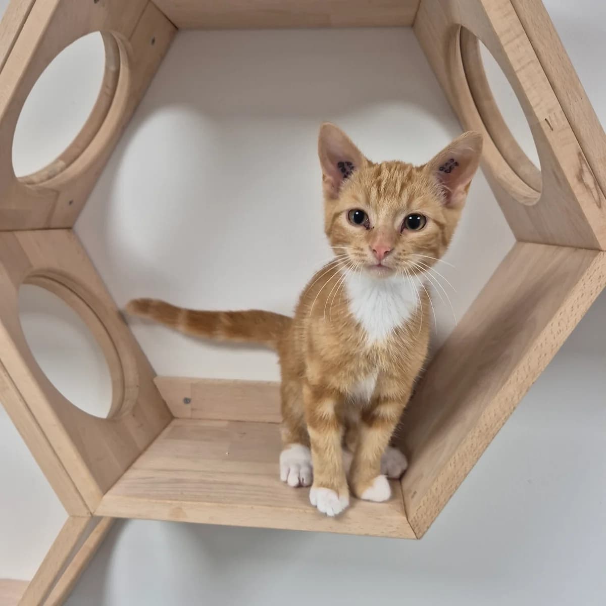 Formel 1,  puppy Mixed Breed Cat for adoption at Kattens Vaern, Kattens Vaern