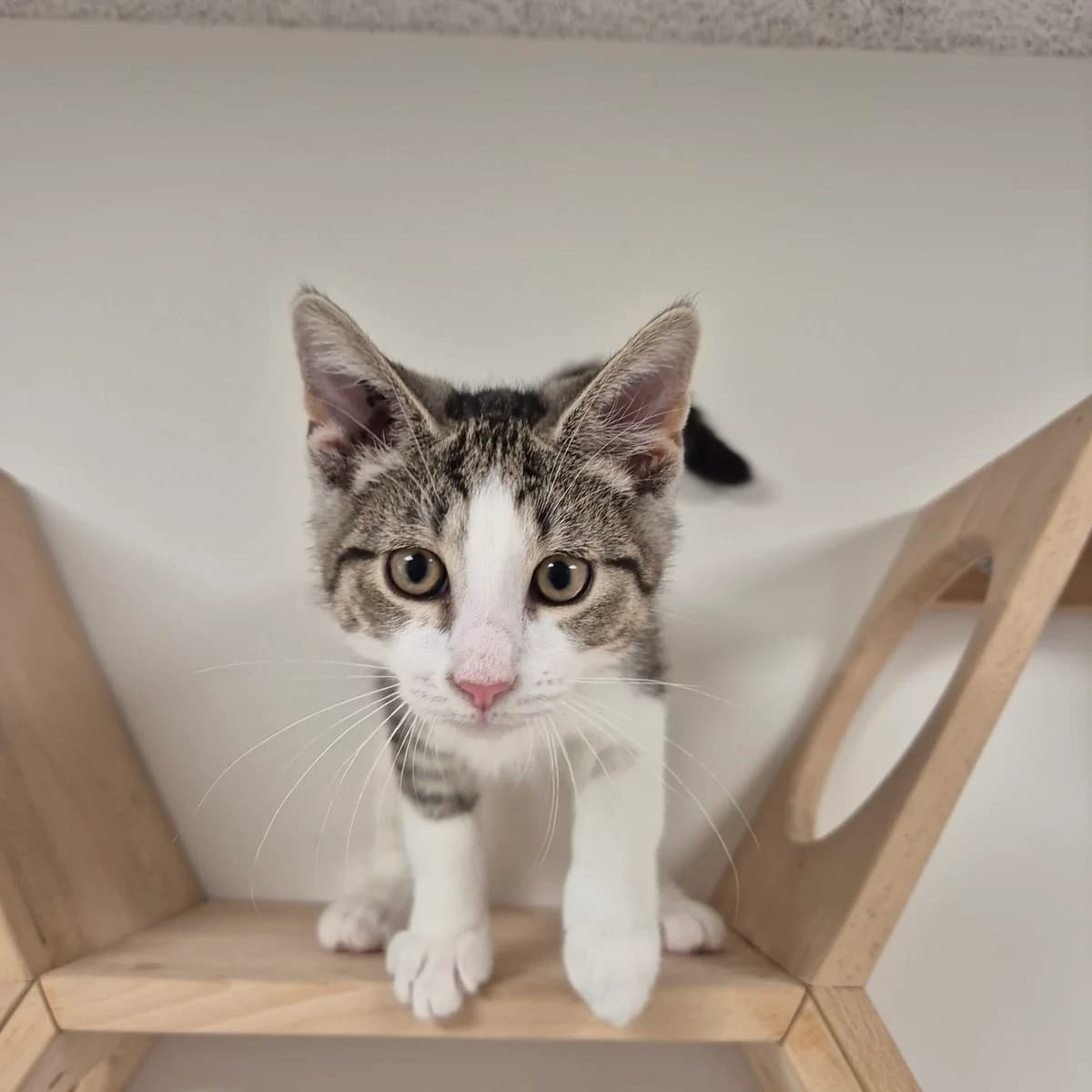 Buster,  puppy Mixed Breed Cat for adoption at Kattens Vaern, Kattens Vaern