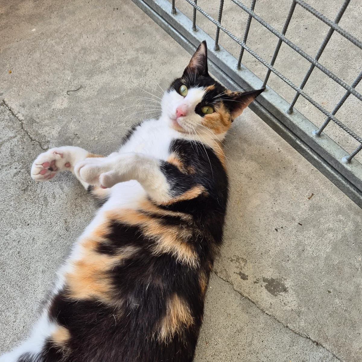 Hilde von katzenjammer, female 3yo mixed breed for adoption at Kattens Vaern, Kattens Vaern