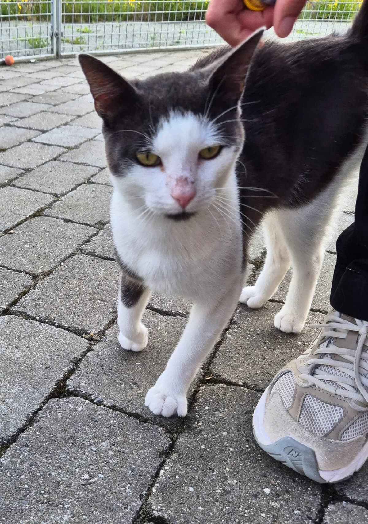 Fridolf, male 3yo mixed breed for adoption at Kattens Vaern, Kattens Vaern