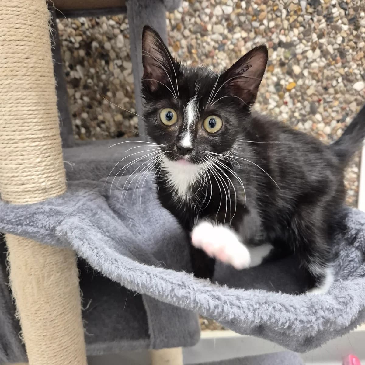 Nielsen, male puppy Mixed Breed Cat for adoption at Kattens Vaern, Kattens Vaern