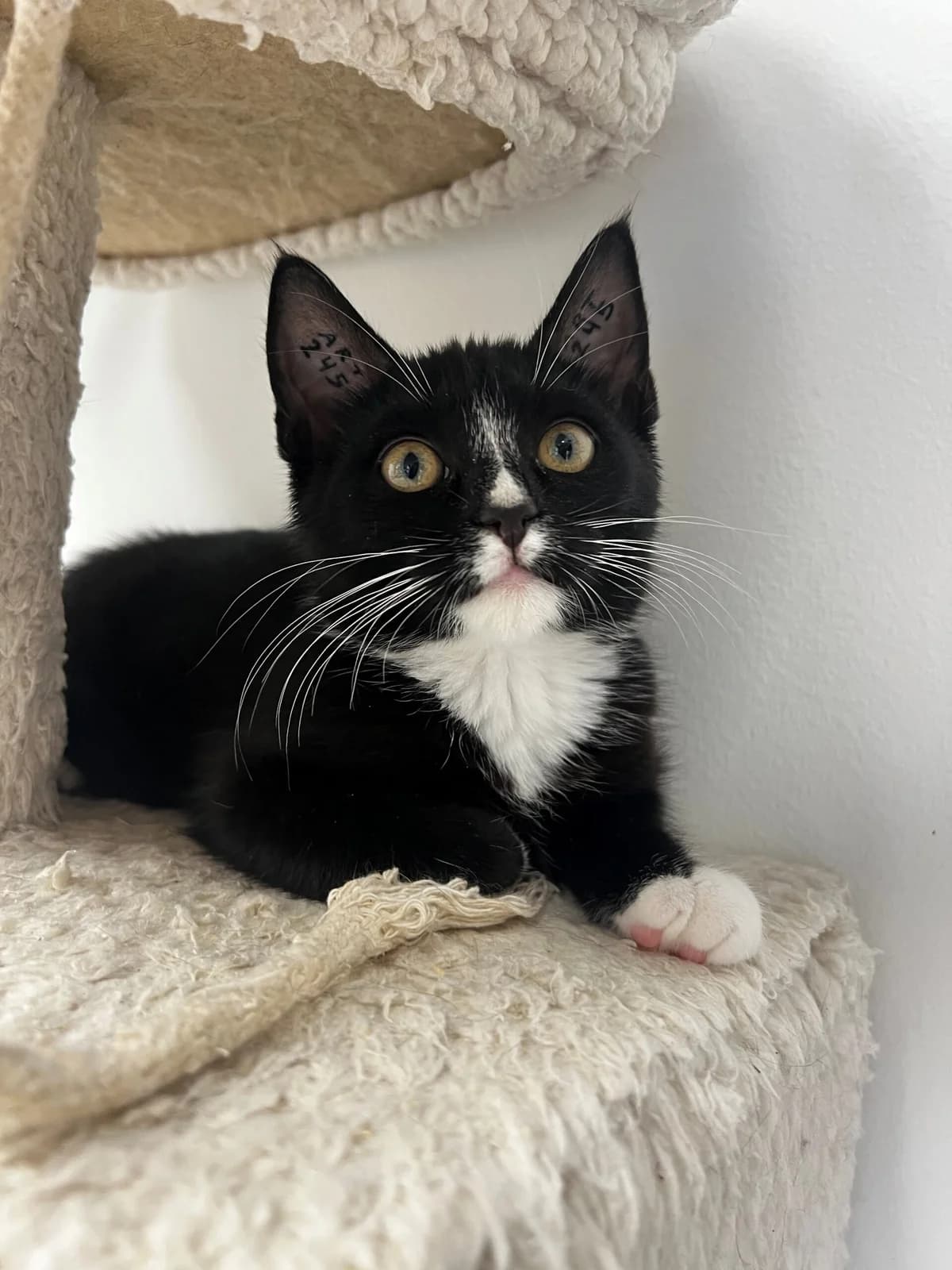 Hugo, male puppy Mixed Breed Cat for adoption at Kattens Vaern, Kattens Vaern