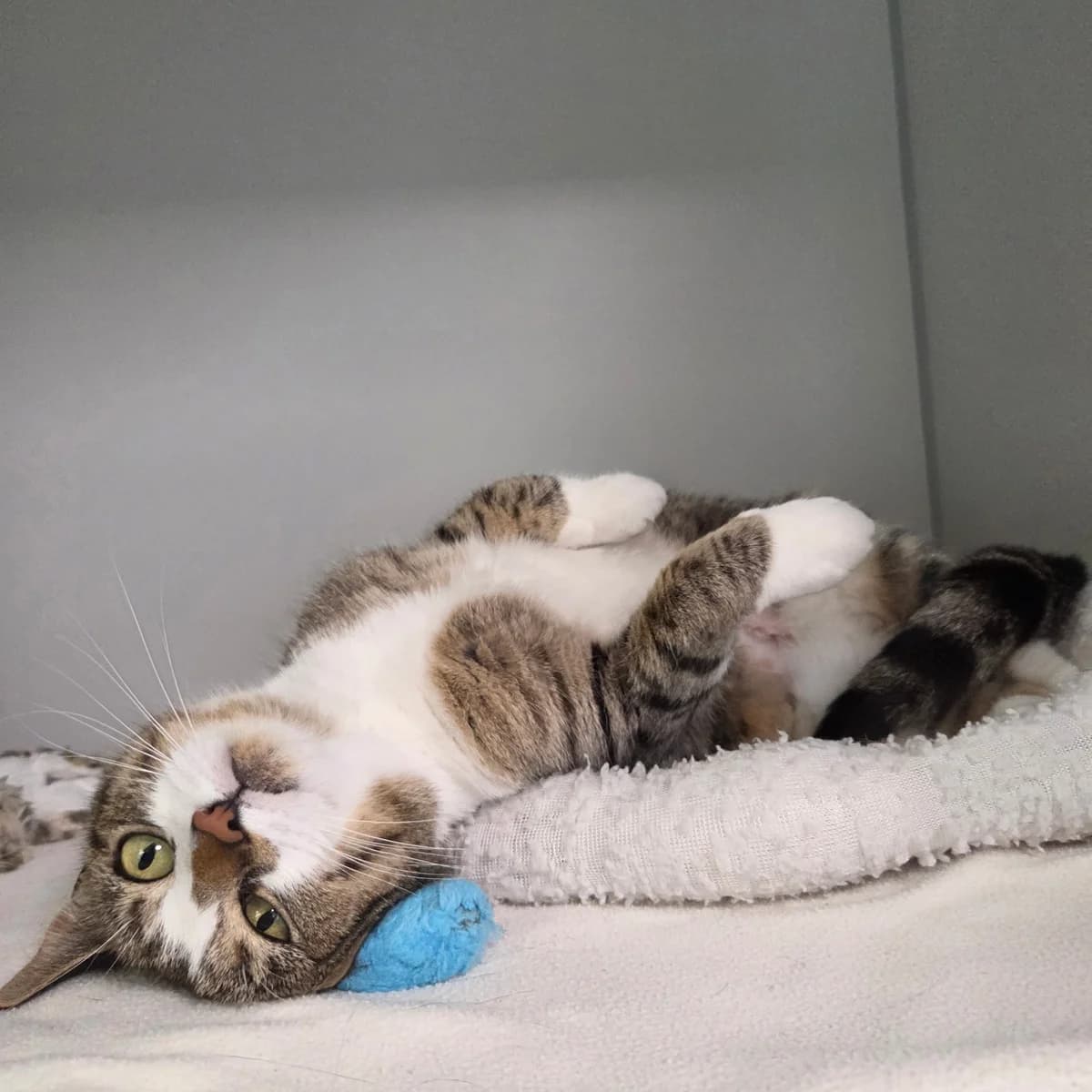 Mrs. Doubtfire, female 3yo Mixed Breed Cat for adoption at Kattens Vaern, Kattens Vaern