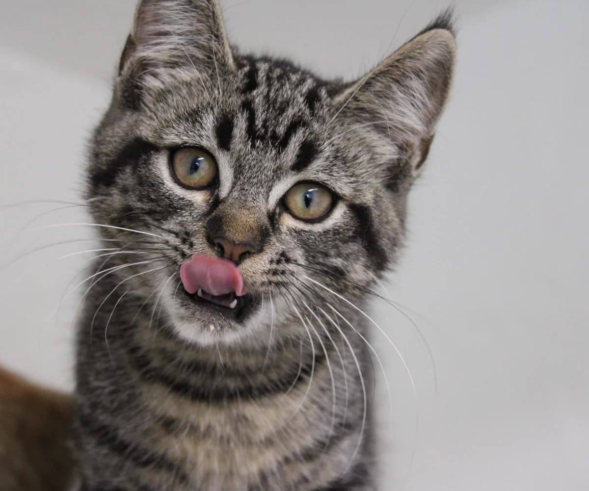 Dino, female puppy Mixed Breed Cat for adoption at Kattens Vaern, Kattens Vaern