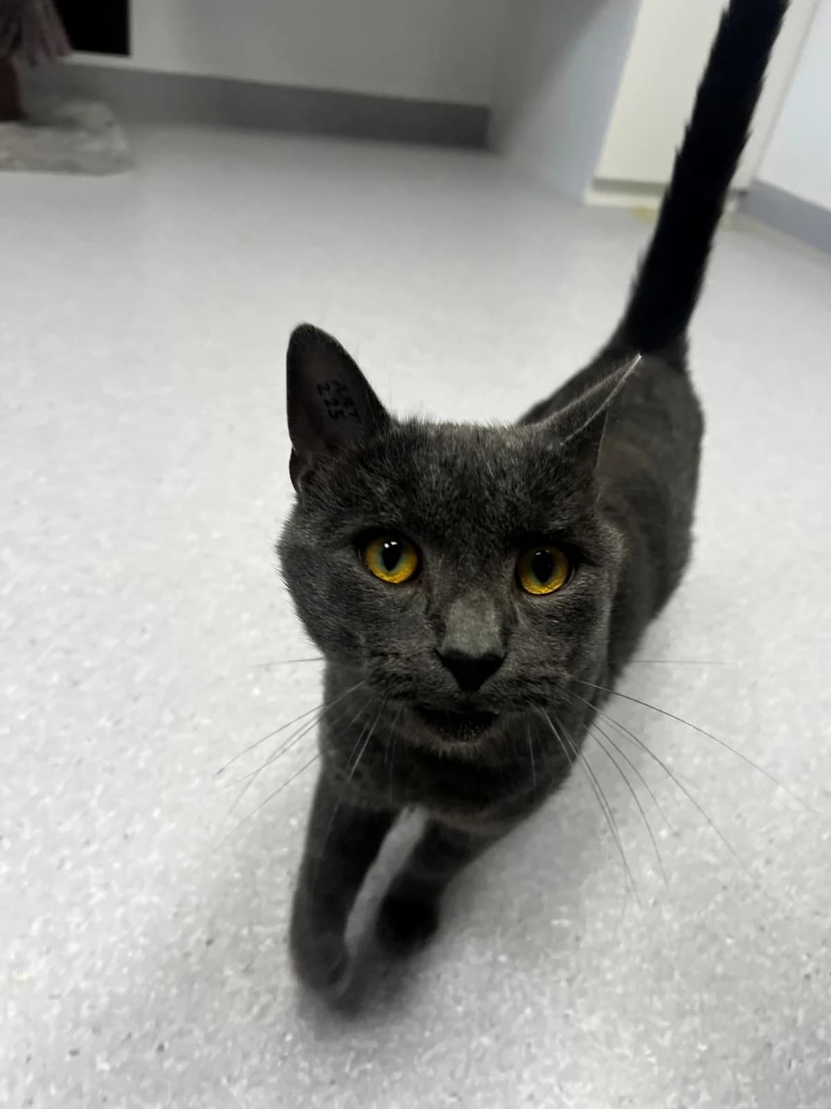 Indy, male 3yo mixed breed for adoption at Kattens Vaern, Kattens Vaern
