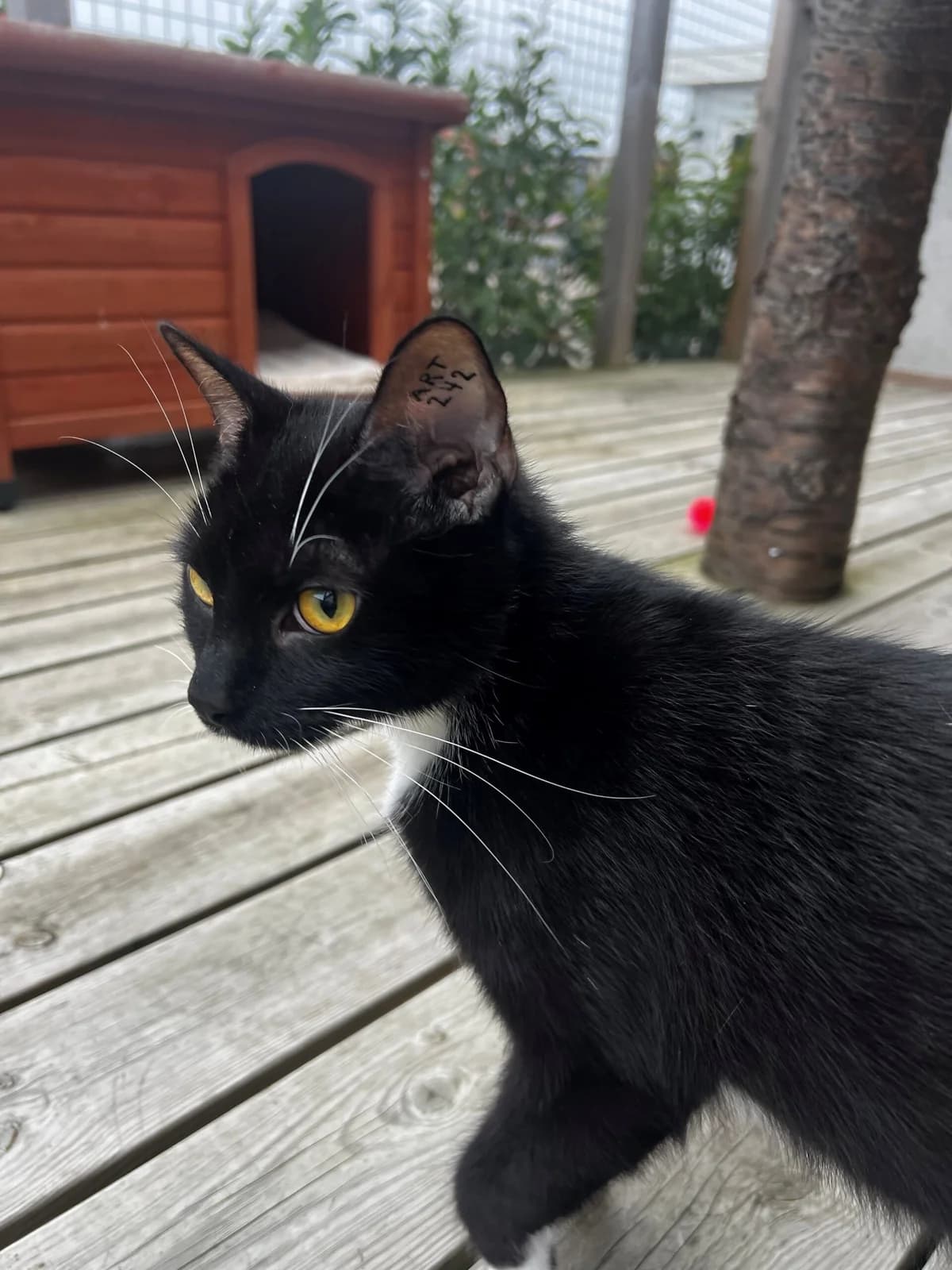 Celina, female 3yo Mixed Breed Cat for adoption at Kattens Vaern, Kattens Vaern