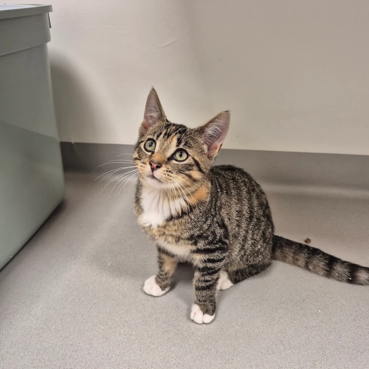 Kenai, female puppy Mixed Breed Cat for adoption at Kattens Vaern, Kattens Vaern
