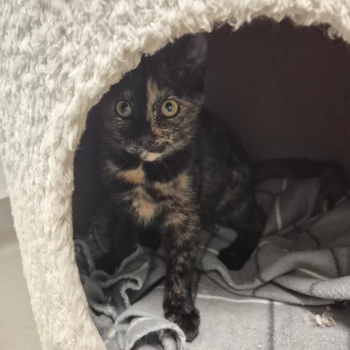 Denali, female puppy Mixed Breed Cat for adoption at Kattens Vaern, Kattens Vaern