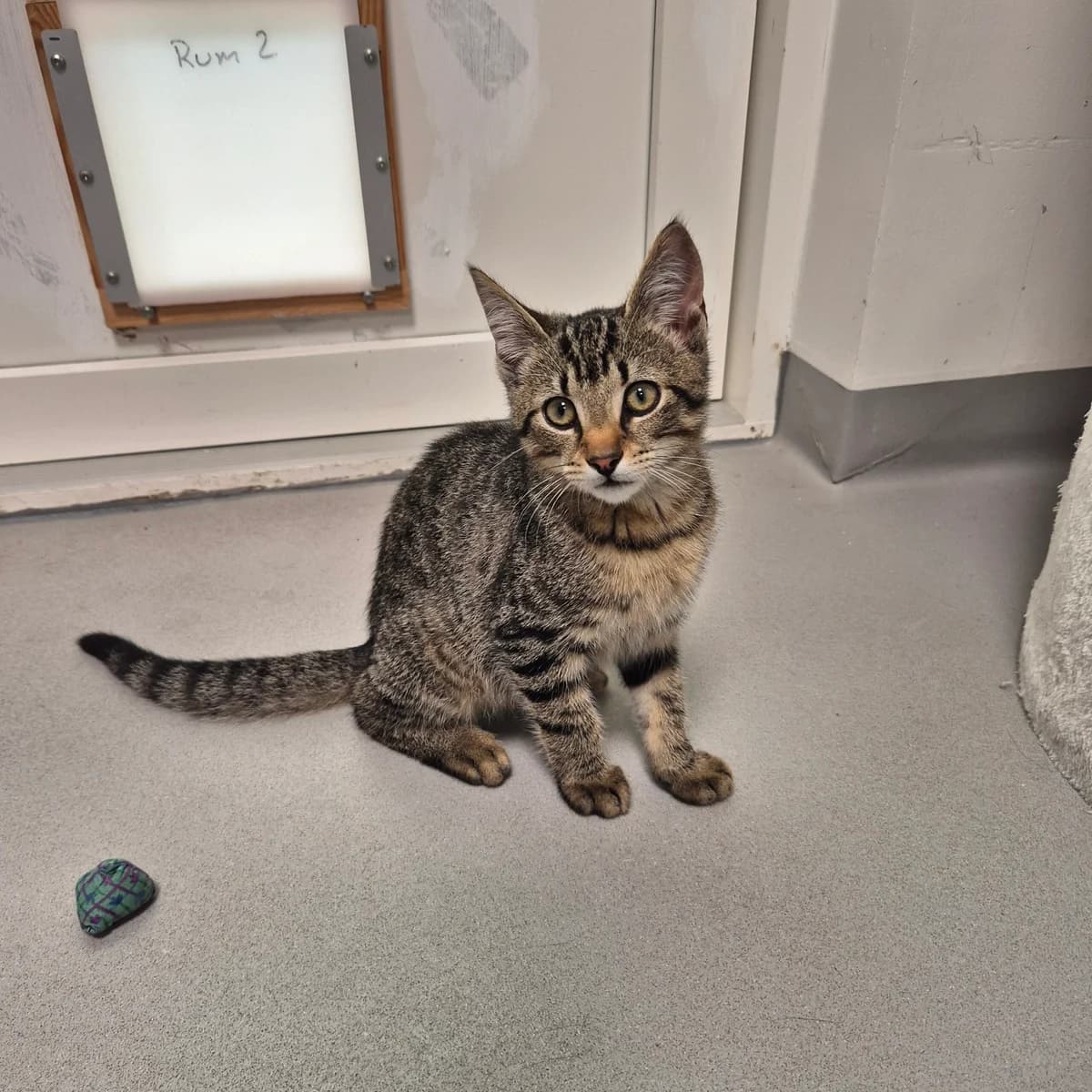 Kodiak, male puppy Mixed Breed Cat for adoption at Kattens Vaern, Kattens Vaern