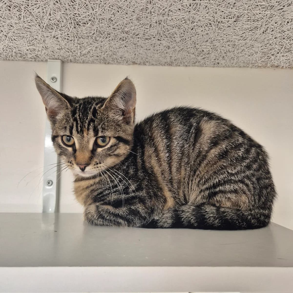 Juneau, female puppy Mixed Breed Cat for adoption at Kattens Vaern, Kattens Vaern