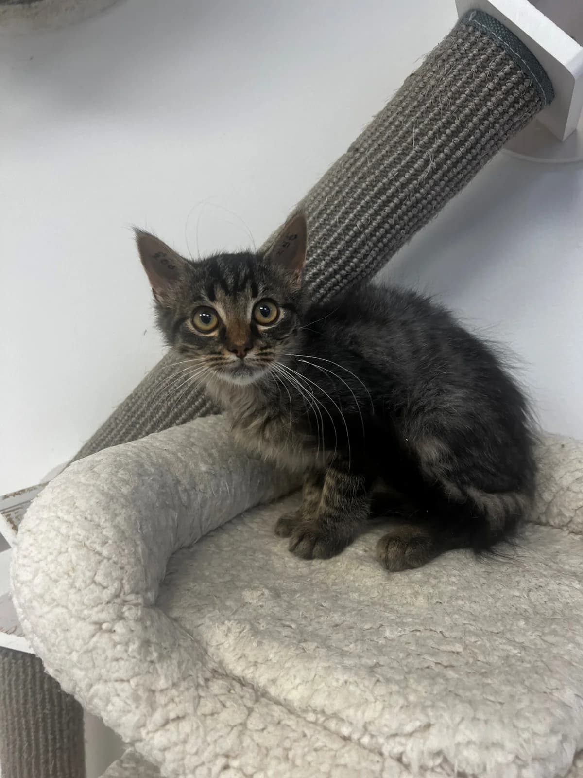 Saint, female puppy Mixed Breed Cat for adoption at Kattens Vaern, Kattens Vaern