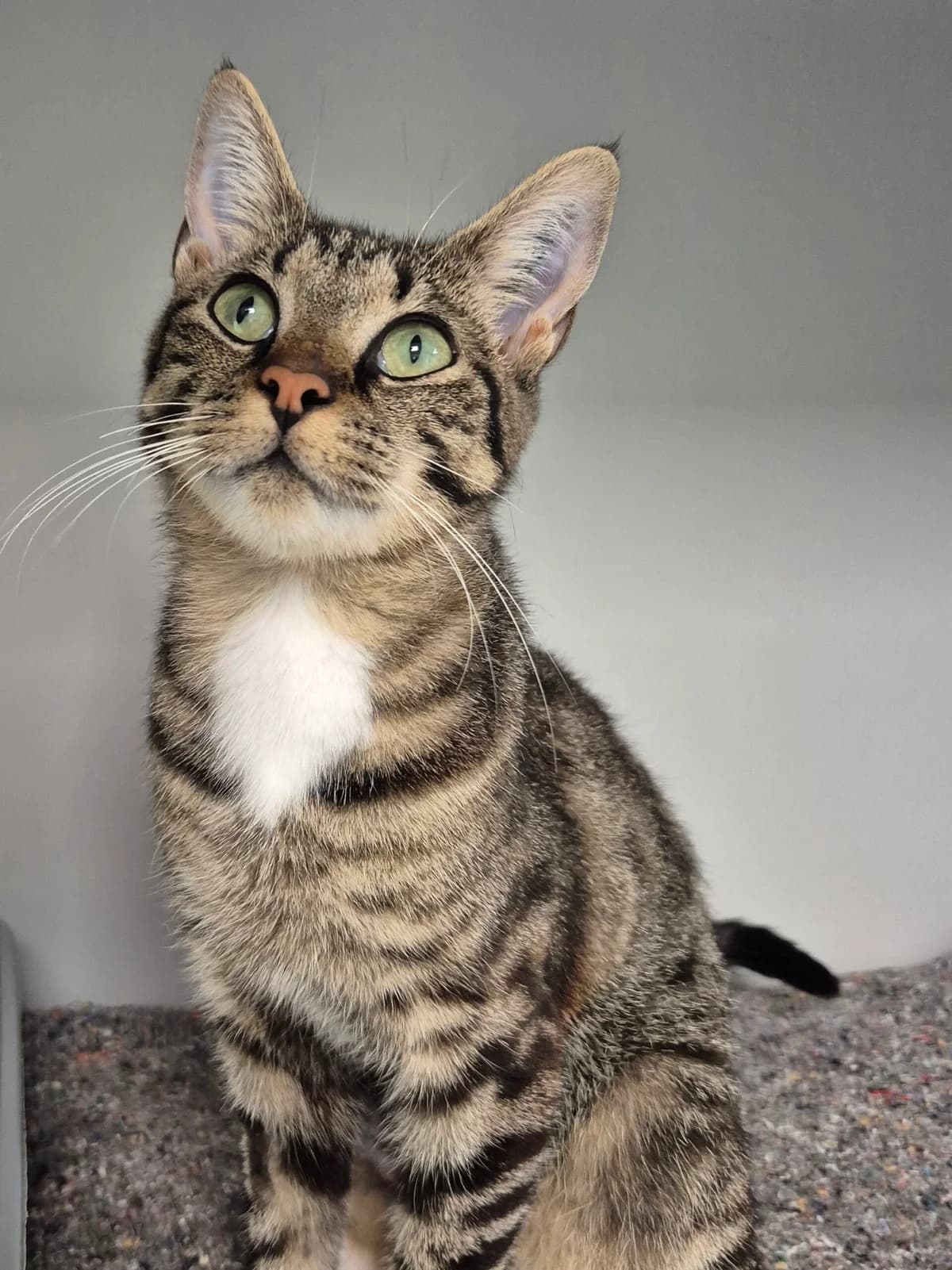 Sitka, female 3yo Mixed Breed Cat for adoption at Kattens Vaern, Kattens Vaern