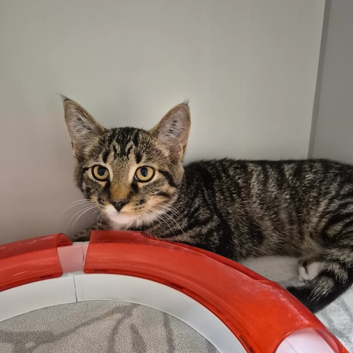 Oakley, male puppy Mixed Breed Cat for adoption at Kattens Vaern, Kattens Vaern
