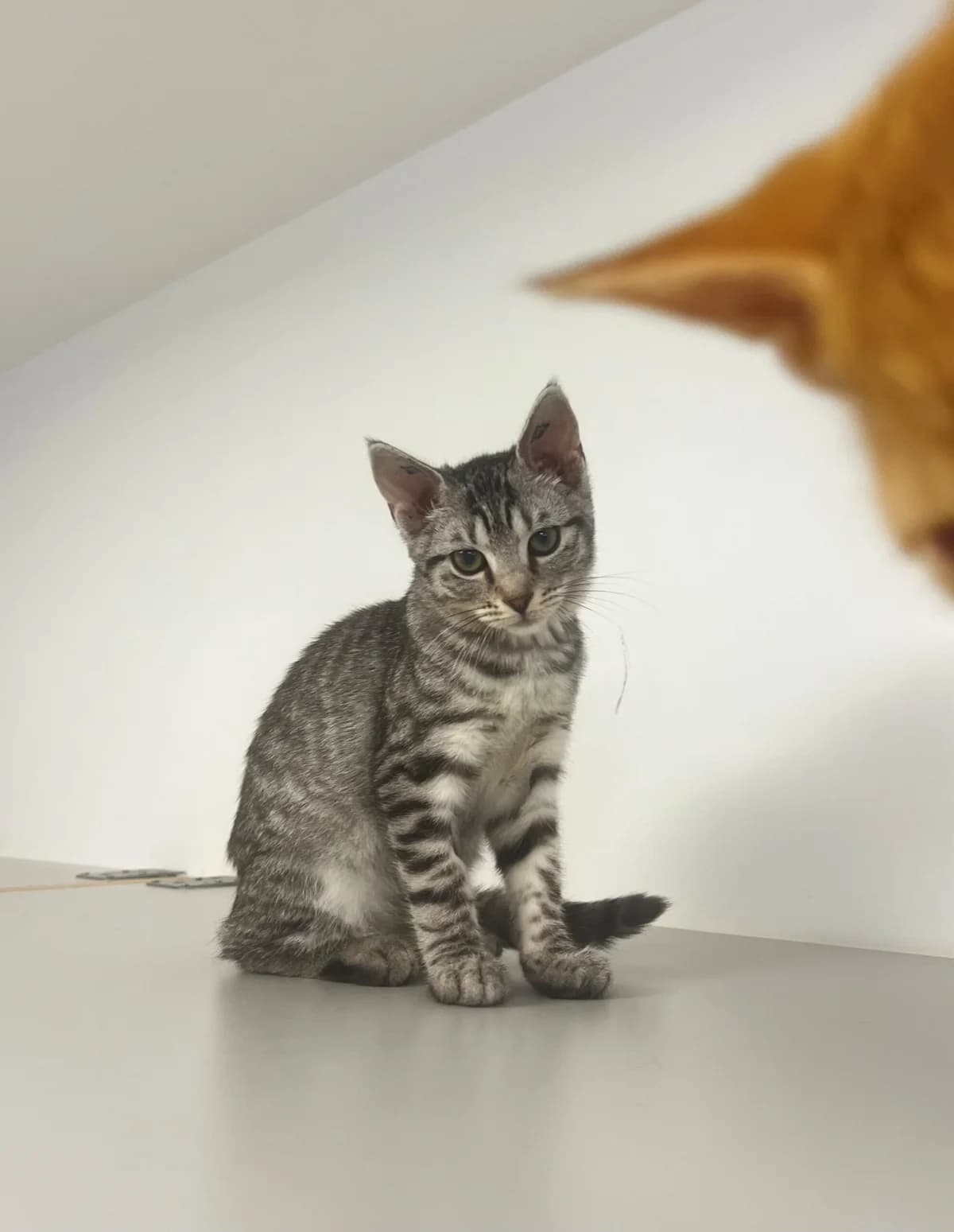 Sport, male puppy Mixed Breed Cat for adoption at Kattens Vaern, Kattens Vaern