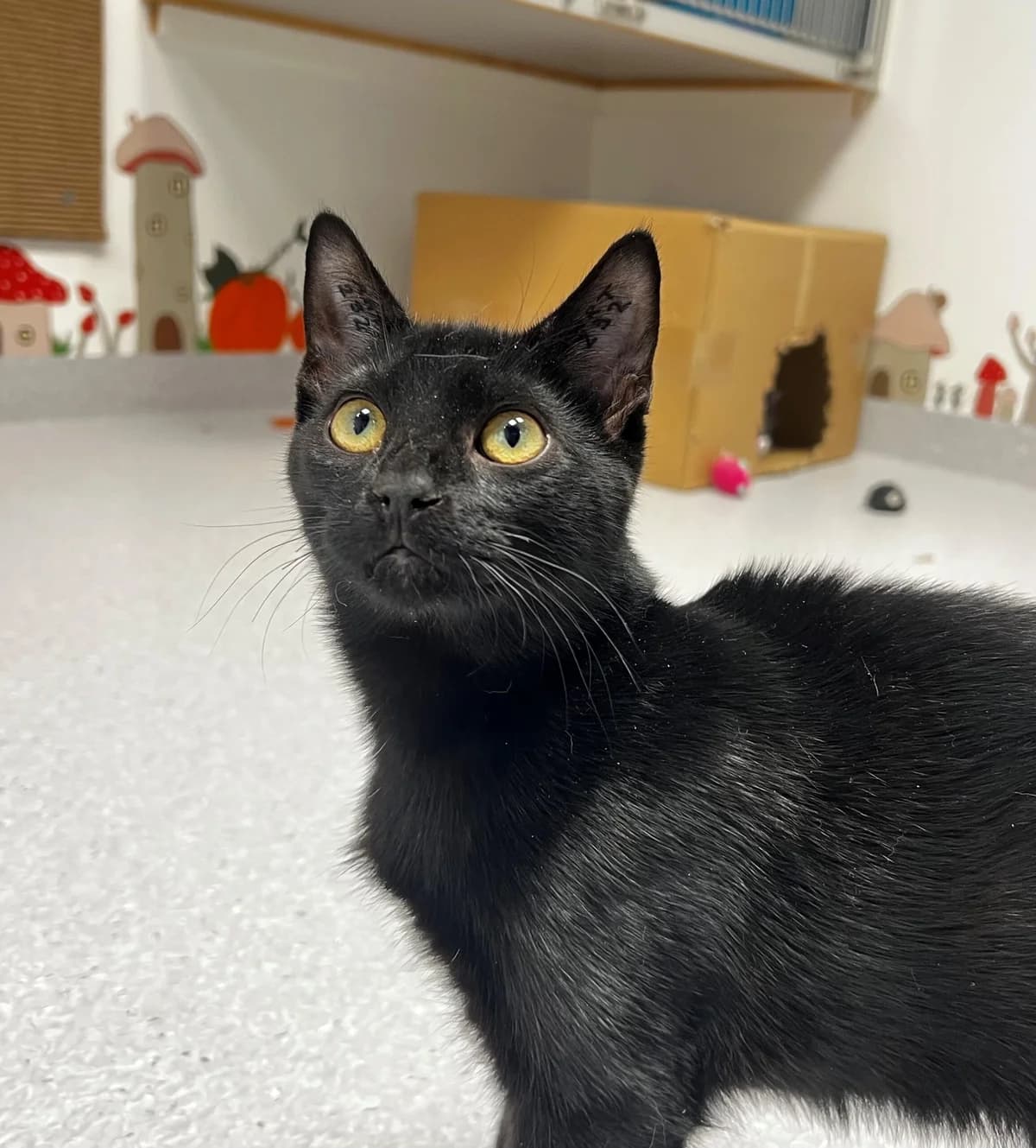Otto, male puppy Mixed Breed Cat for adoption at Kattens Vaern, Kattens Vaern
