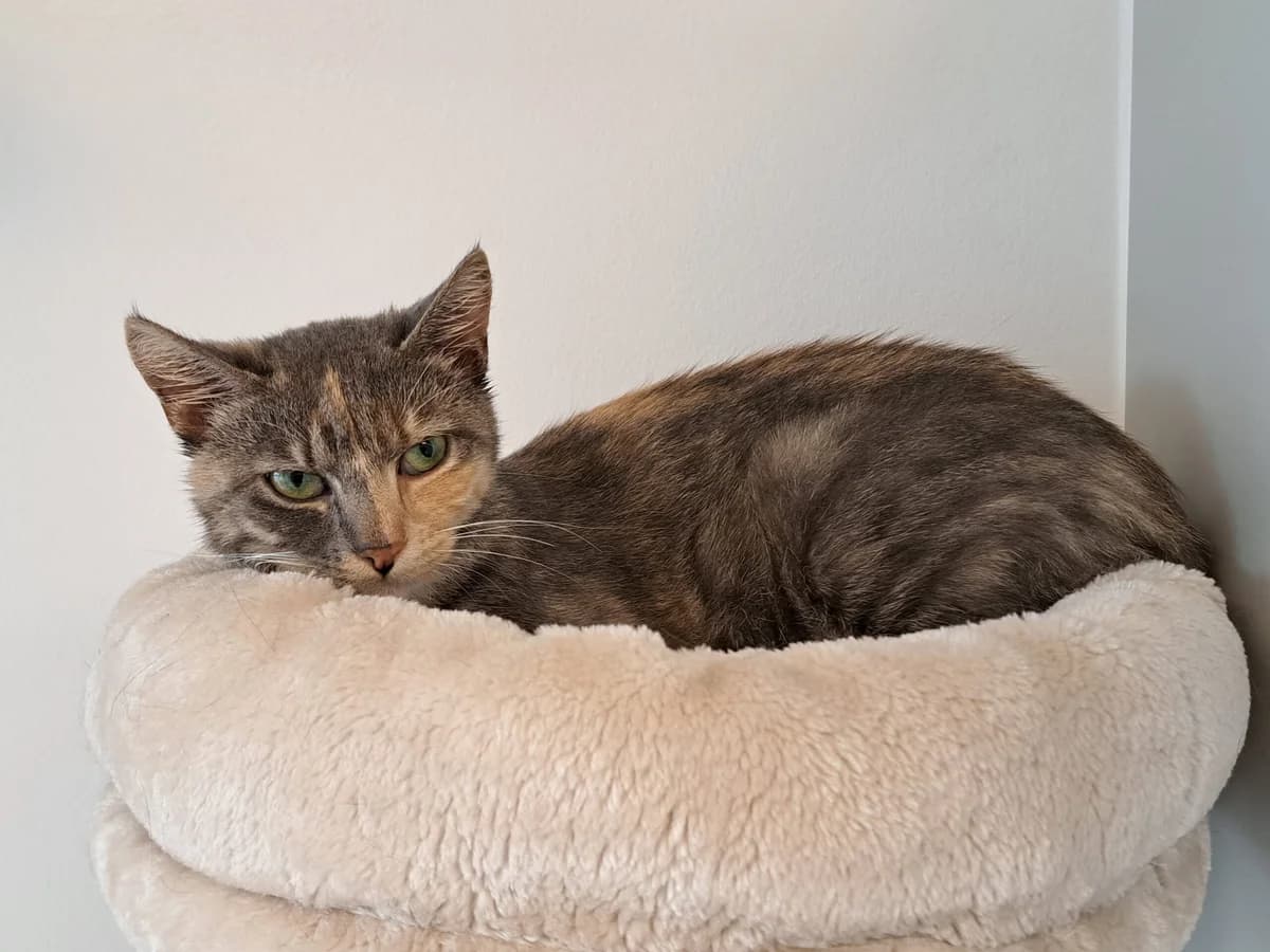 Jade, female 3yo mixed breed for adoption at Kattens Vaern, Kattens Vaern
