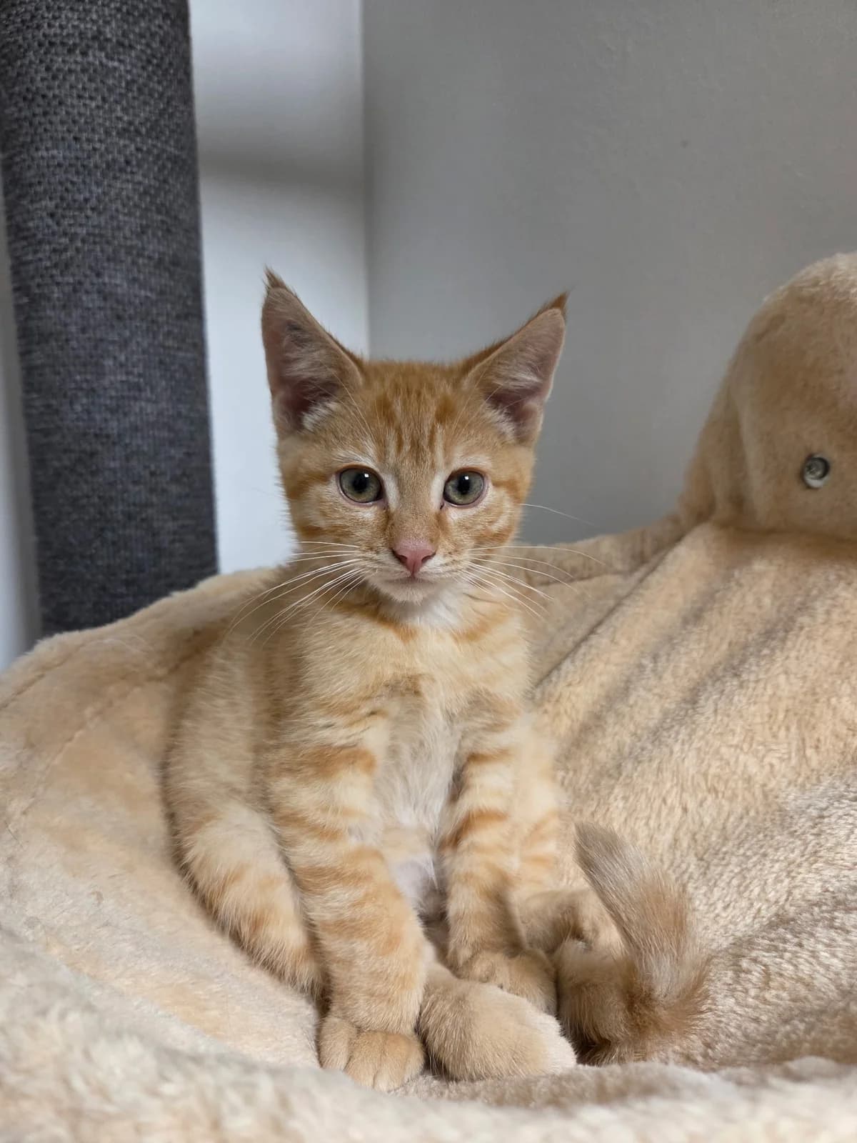 Viserion, male puppy Mixed Breed Cat for adoption at Kattens Vaern, Kattens Vaern