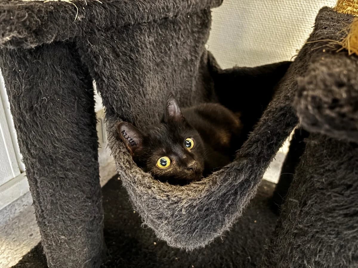 Dottie, female puppy Mixed Breed Cat for adoption at Kattens Vaern, Kattens Vaern