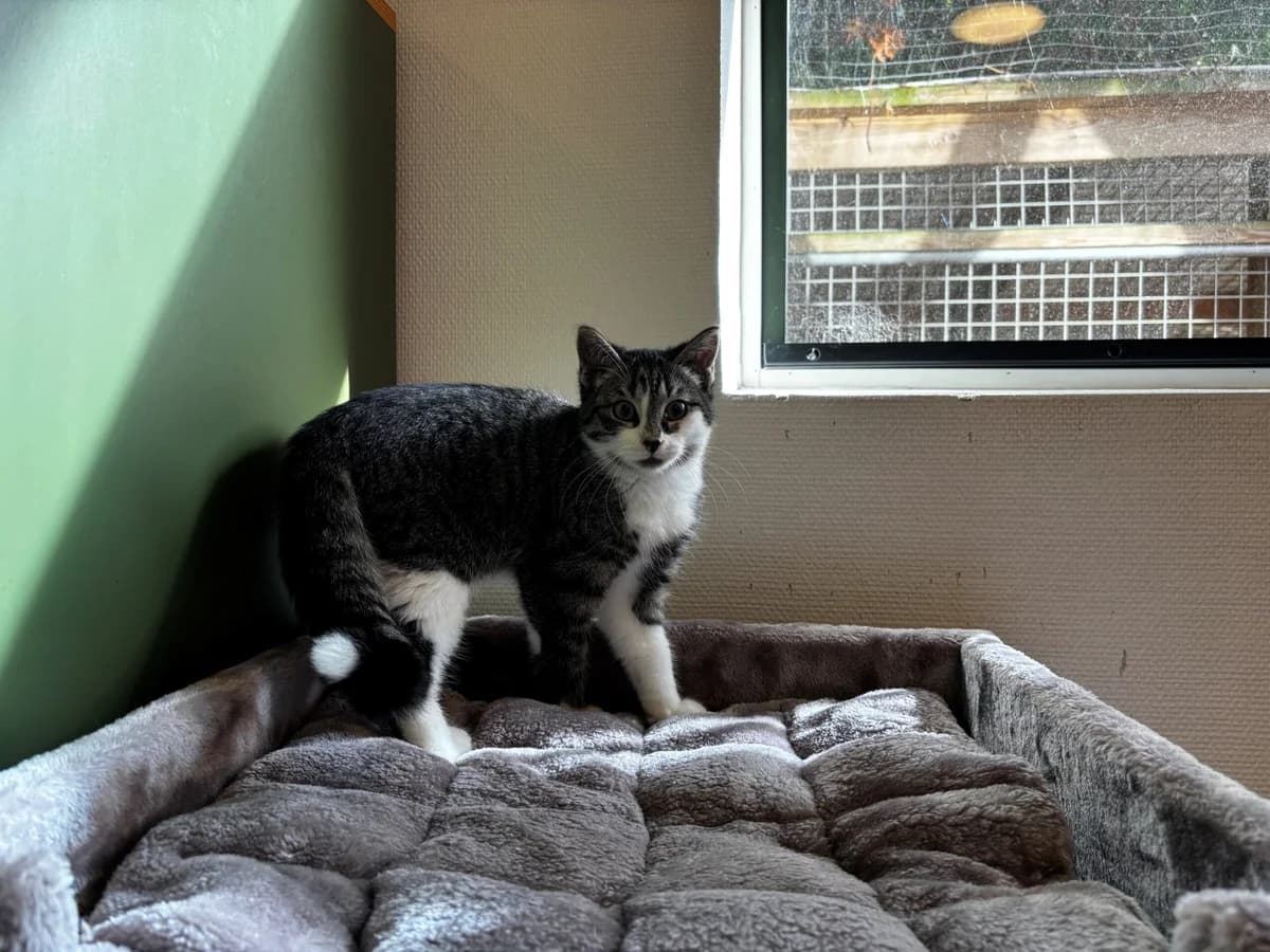 Alonso, male puppy Mixed Breed Cat for adoption at Kattens Vaern, Kattens Vaern