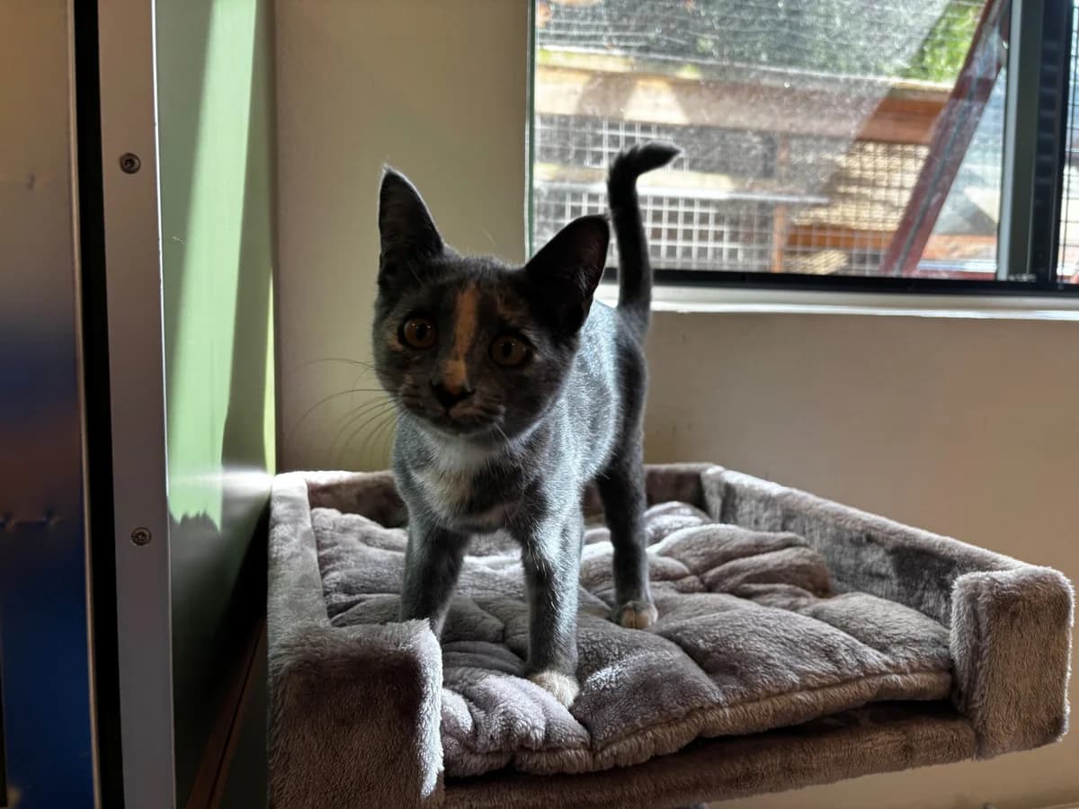 Minnie, female puppy Mixed Breed Cat for adoption at Kattens Vaern, Kattens Vaern