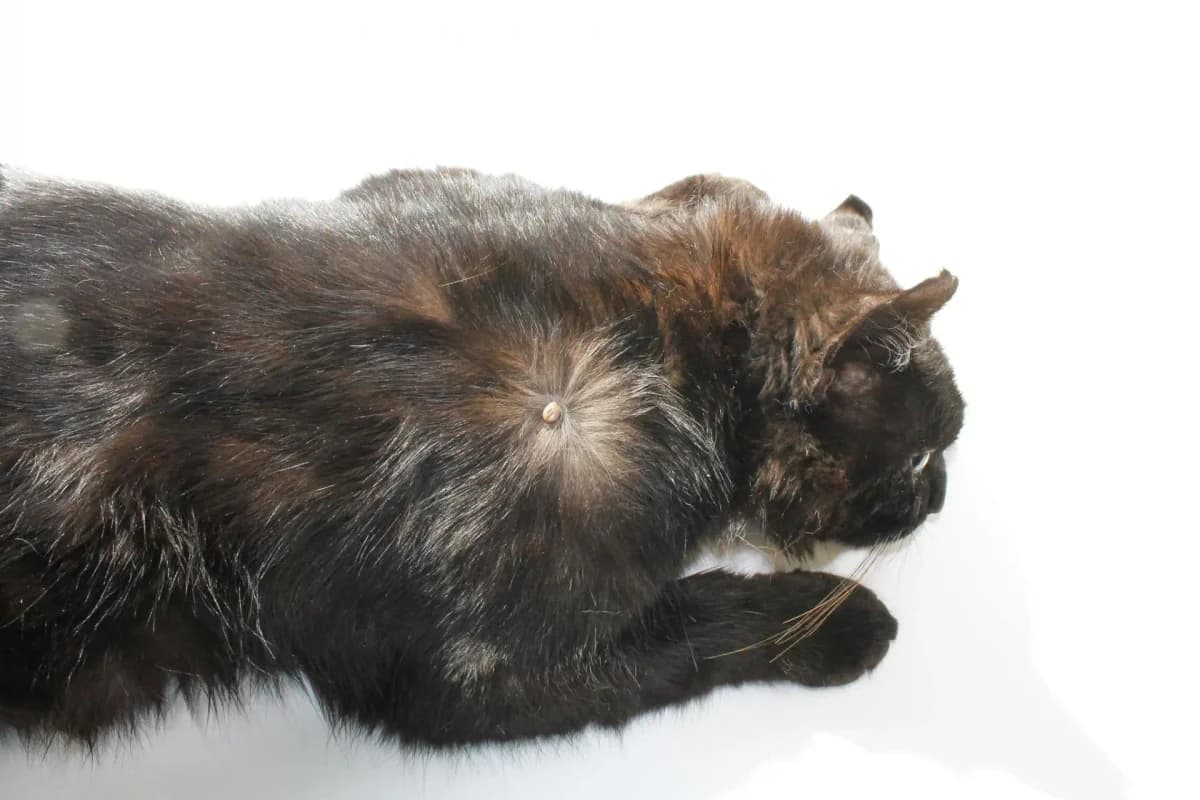 Flåter og katte, female 6yo Mixed Breed for adoption at Kattens Vaern, Kattens Vaern