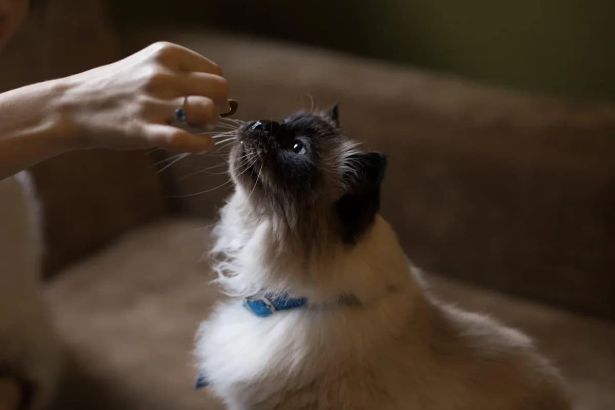 Hvordan skal min kat fodres, female 7yo Mixed Breed for adoption at Kattens Vaern, Kattens Vaern