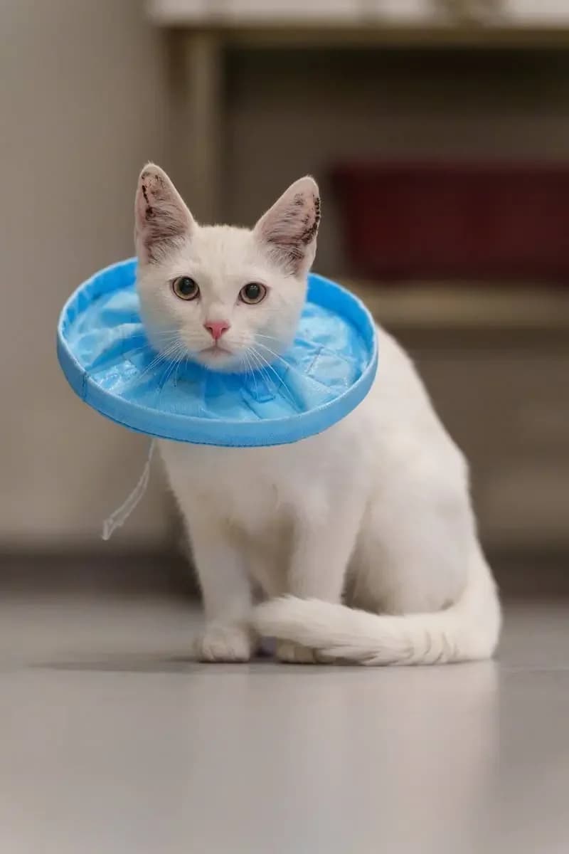Katte på flugt fra Ukraine, female Mixed Breed for adoption at Kattens Vaern, Kattens Vaern