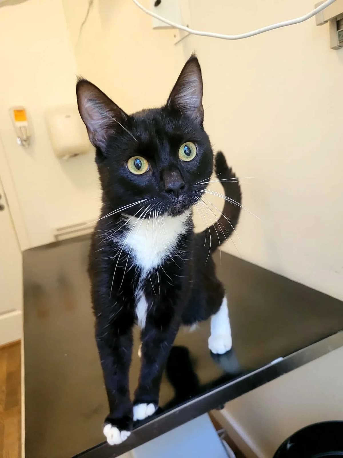 Balder, male young Mixed Breed for adoption at MinVenKatten, Hobro / Odder