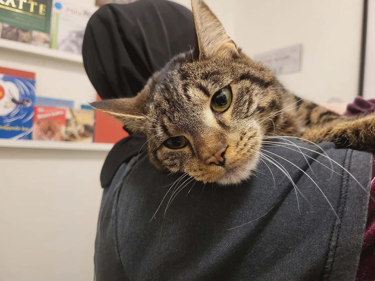 Bim og Bom, male Mixed Breed for adoption at MinVenKatten, Hobro / Odder