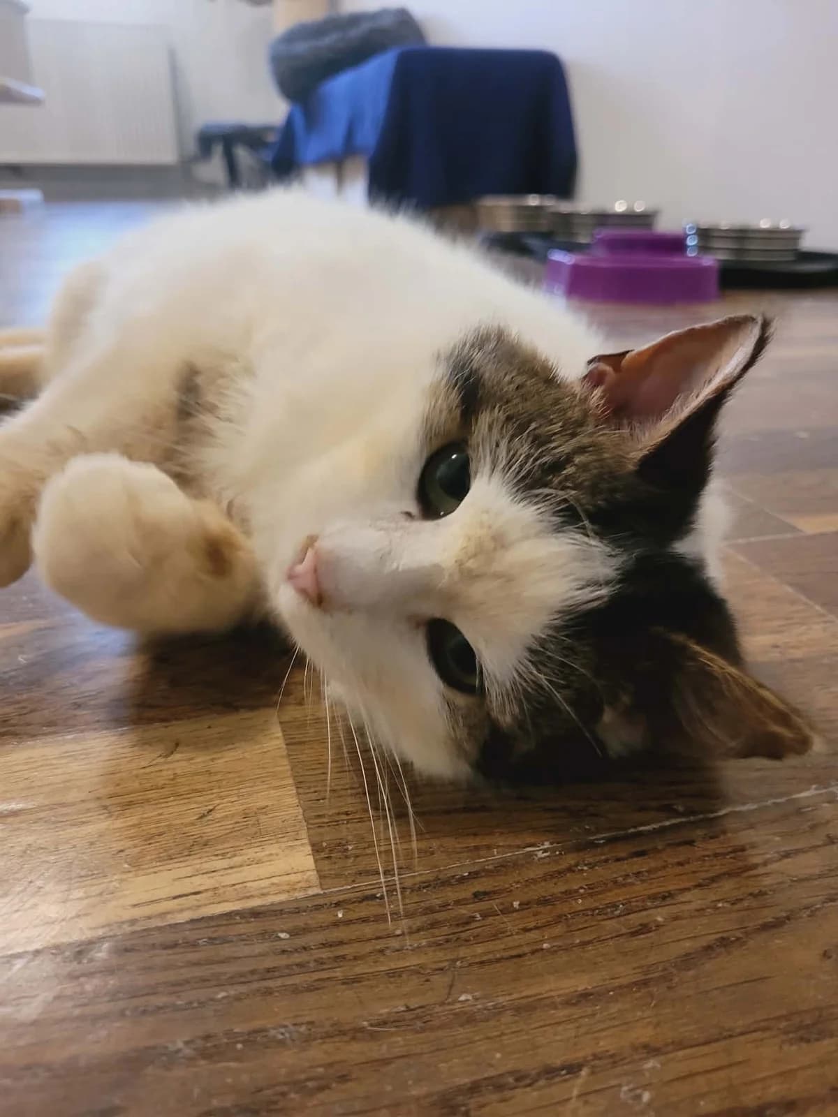 milo, hvid male Mixed Breed for adoption at MinVenKatten, Hobro / Odder