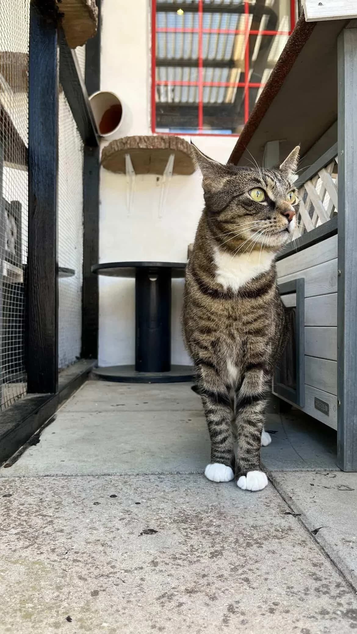 bibber, female Mixed Breed for adoption at MinVenKatten, Hobro / Odder