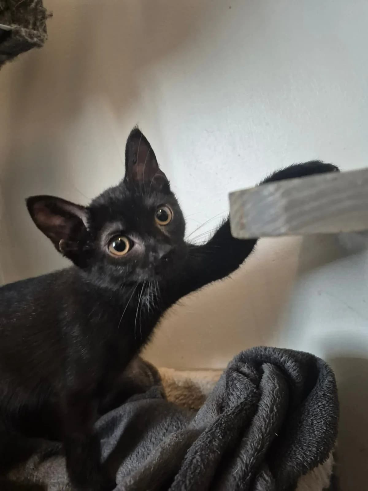 Freja, female Mixed Breed for adoption at MinVenKatten, Hobro / Odder