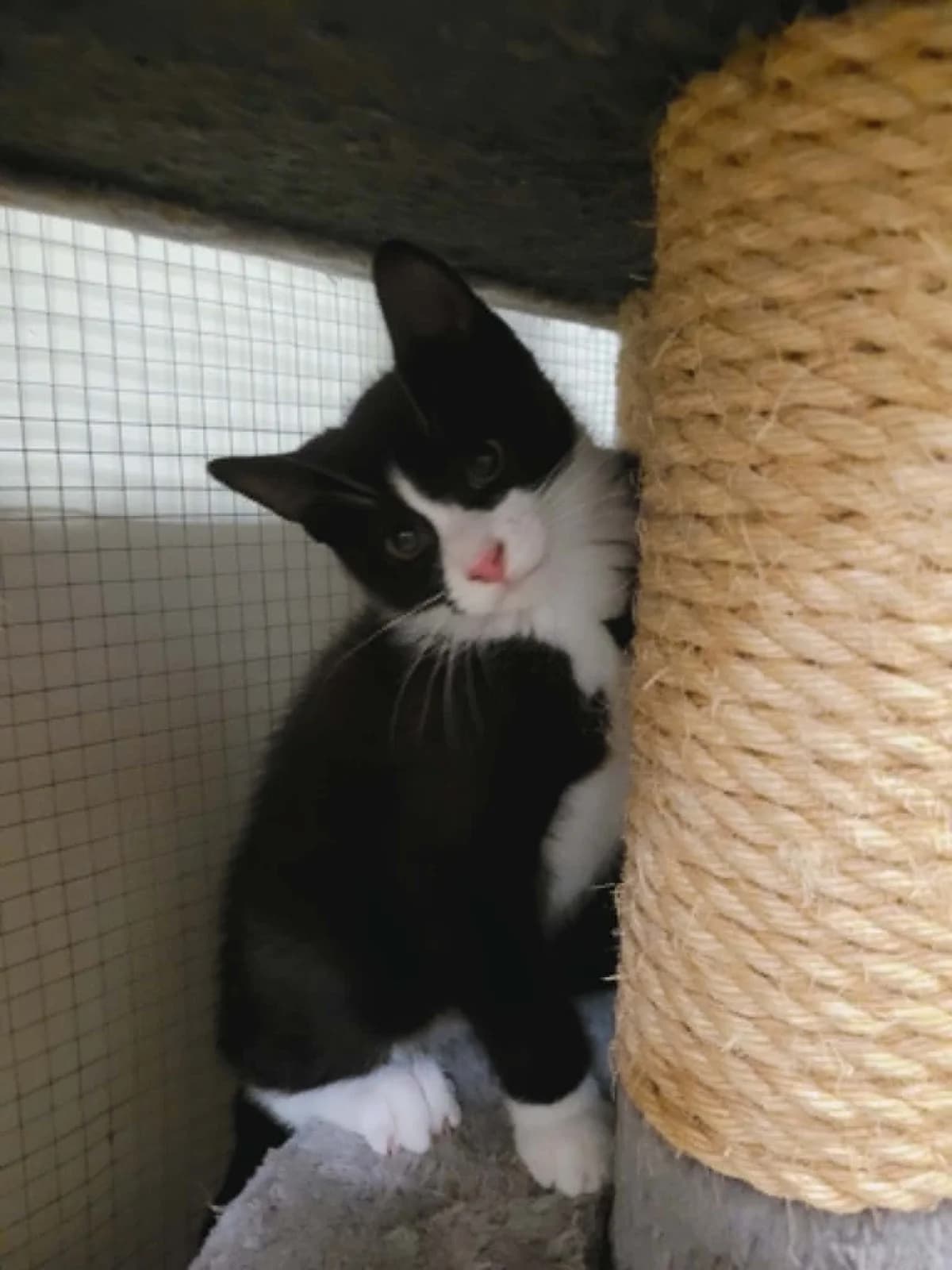 Hugo, male young Mixed Breed for adoption at MinVenKatten, Hobro / Odder