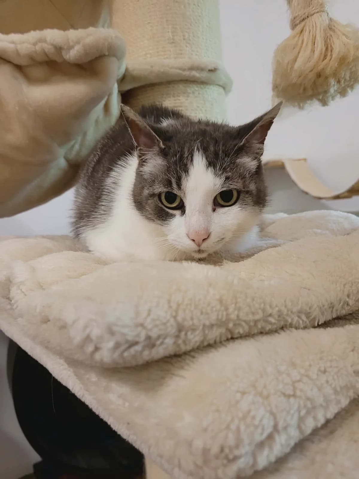 Jazze, female Mixed Breed for adoption at MinVenKatten, Hobro / Odder
